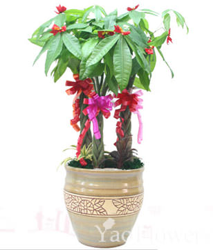 GONG XI FA CAI PLANTS