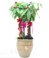 GONG XI FA CAI PLANTS