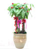 GONG XI FA CAI PLANTS