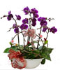 Giant treasure orchid. small potted. jewelry