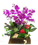 Orchid Man Tianhong. sketch. jewelry. Sepak takraw. dead wood 