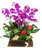 Orchid Man Tianhong. sketch. jewelry. Sepak takraw. dead wood 