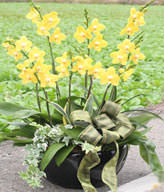 Yellow Orchids.Congratulation. Birthday,The New Opening,Moving,Advance In Office, Being Promoted. Wedding Ceremony