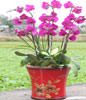 Red Orchids,Congratulation. Birthday,The New Opening,Moving,Advance In Office, Being Promoted. Wedding Ceremony