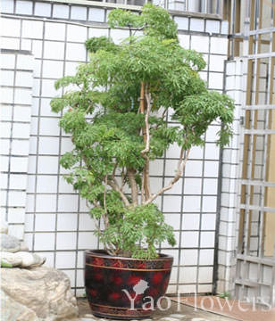 GONG XI FA CAI PLANTS