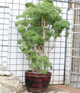 GONG XI FA CAI PLANTS
