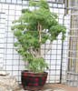 GONG XI FA CAI PLANTS