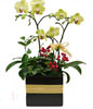 Green Apple orchid. small potted