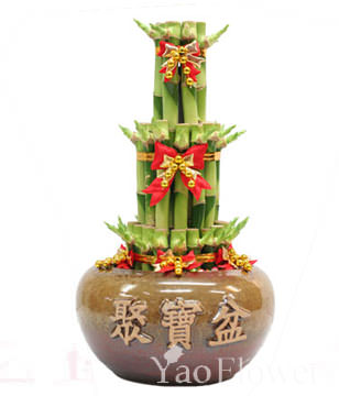 FENGSHUI PLANTS,GONG XI FA CAI PLANTS,Wealth opened games bamboo