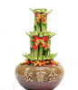 FENGSHUI PLANTS,GONG XI FA CAI PLANTS,Wealth opened games bamboo
