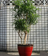 GONG XI FA CAI PLANTS
