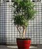 GONG XI FA CAI PLANTS