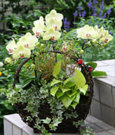 Green Apple orchid. small potted. 