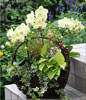 Green Apple orchid. small potted. 
