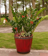 FENGSHUI PLANTS,GONG XI FA CAI PLANTS