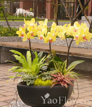 SIX ORCHIDS