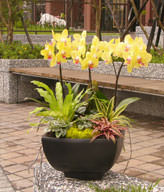 SIX ORCHIDS