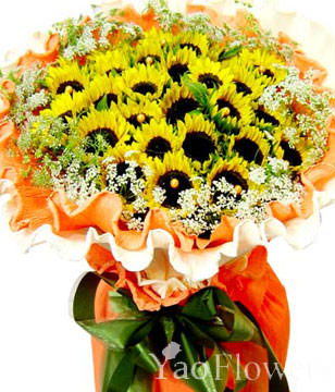 33 SunFlowers