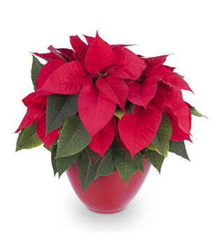 The Great Poinsettia