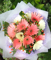 12 Gerbera Daisies
