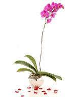1 stalk of Purple Phalaenopsis Orchid in a Pot