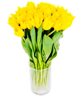 Yellow Tulips