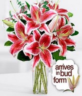 Fragrant Stargazer Lilies