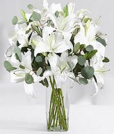 Peace and Prayer Lilies