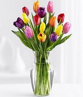 15 Multi-Colored Tulips