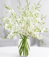 White Dendrobium Orchids