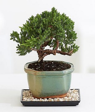 Juniper Bonsai