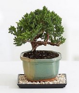 Juniper Bonsai