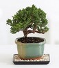 Juniper Bonsai