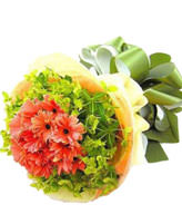 11 Orange Daisies,Green leaves outside