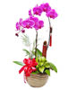 Two Red Orchids,For indoor office or desktop display , the opening ceremonies, housewarming, holiday , birthday gifts 