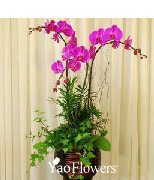 Three Red Orchids