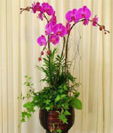 Three Red Orchids