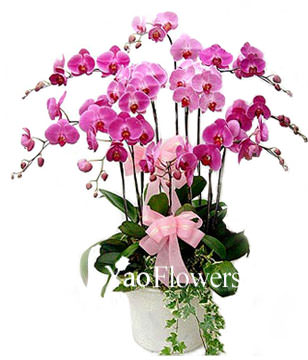 5 Red Orchids