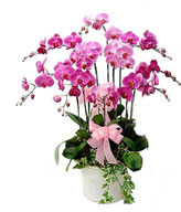 5 Red Orchids