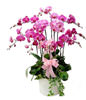 5 Red Orchids