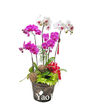 Three Red Orchids,Two White Orchids,Mixed Color Orchids