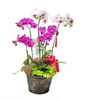 Three Red Orchids,Two White Orchids,Mixed Color Orchids