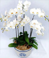Six White Orchids