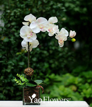 One White Orchid
