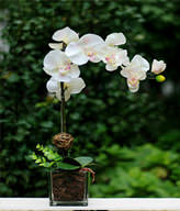 One White Orchid