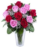 12 red and pink roses,complemented by greenery and gypsophila