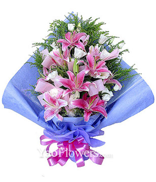 6 pink Lilium