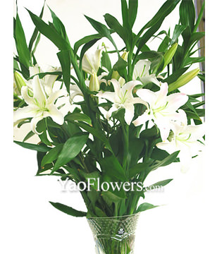 5 Perfume Lilium(long), Fugui Zhu 8