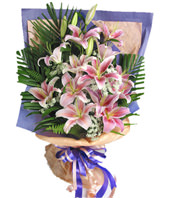 8 pink Lilium