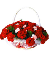 50 Red carnations